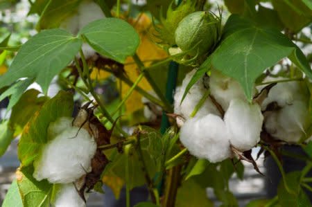 An experimental cotton plant is shown at a Texas A&M research facility in this handout image provided by the Texas A&M University College of Agriculture and Life Sciences in College Station, Texas, U.S., on October 17, 2018.   Courtesy Lacy Roberts/Texas A&M University/Handout via REUTERS