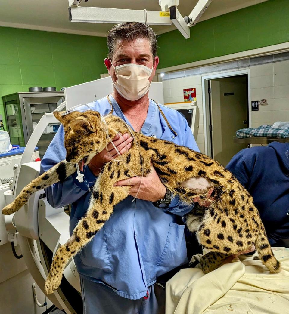 Don Wilson, a Shockwave Lithotripsy Specialist at Cox Branson, helped a big cat in distress at Little Rock Zoo.