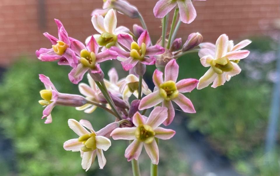 The Tulbaghia ‘Chameleon’, perhaps a Marmite plant, hovers between pink and yellow - Hoyland Plant Centre 