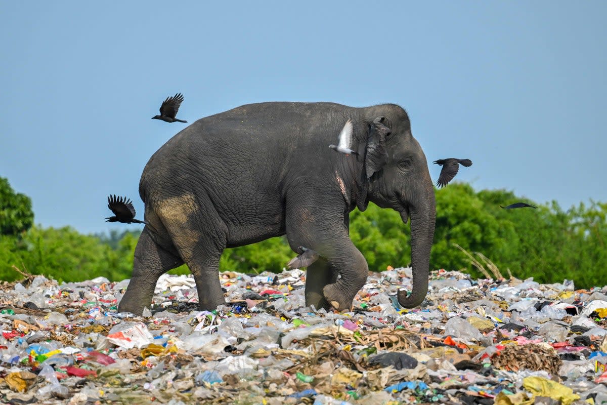 An elephant browses at a dump in Sri Lanka’s eastern district of Ampara (AFP via Getty Images)