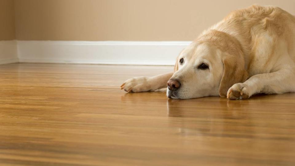 Dog cooling off on hardwood floor