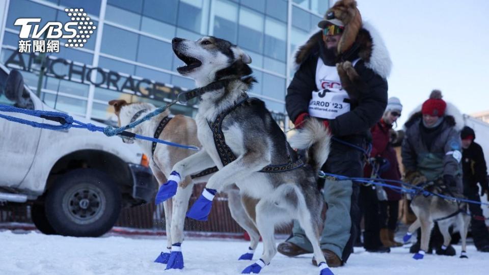 參賽者正在確定雪橇犬的狀況。（圖／達志影像路透社）