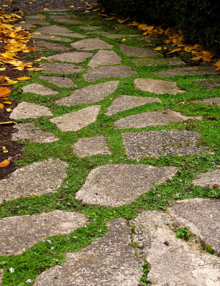 In this June 12, 2013 photo, several flats of potted, walk-on plants are laid out alongside the flagstones of a pathway in Langley, Wash. The plants are divided into several pieces before being placed in the ground, where they grow quickly into a single, weed-choking mat that adds color and contrast to the stones. (AP Photo/Dean Fosdick)