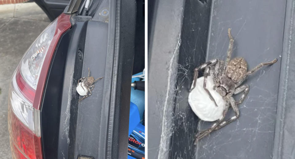 The huntsman spider with its egg sac in the boot of a vehicle (left) and a close up (right).