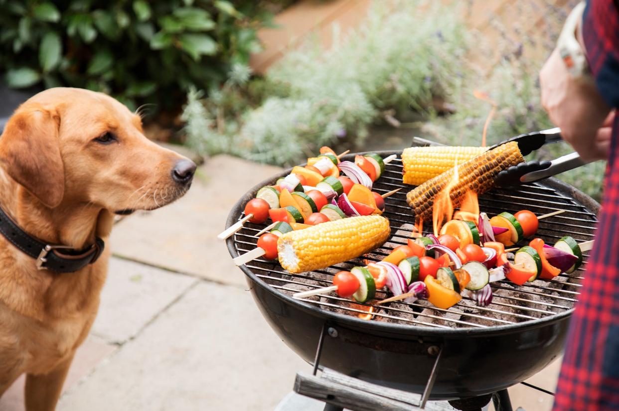 dog at bbq