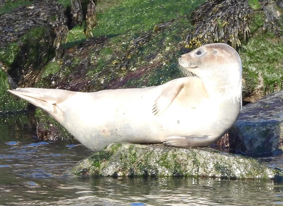 Seal sightings usually hit their peak in Delaware in February.