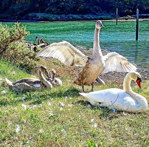 Western Telegraph: Cisnes en Neyland Marina y Reserva Natural.  Imagen: Dale Scriven