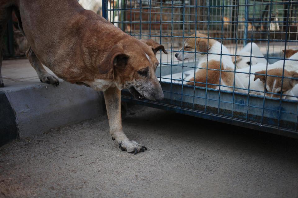 In this Wednesday, Dec. 4, 2013 photo, Charley with his leg amputated walks by puppies at the Humane Center for Animal Welfare in Amman, Jordan. Charley lost his leg due to abuse. Dog breeding coupled with dognapping is a thriving business in Jordan, where lax laws call for only a $7 fine for violators and police remain hesitant to pursue those suspected of animal abuse. Activists have campaigned for years for increased penalties, but lawmakers seem uninterested to pursue it in a culture where animal abuse remains rampant. (AP Photo/Mohammad Hannon)