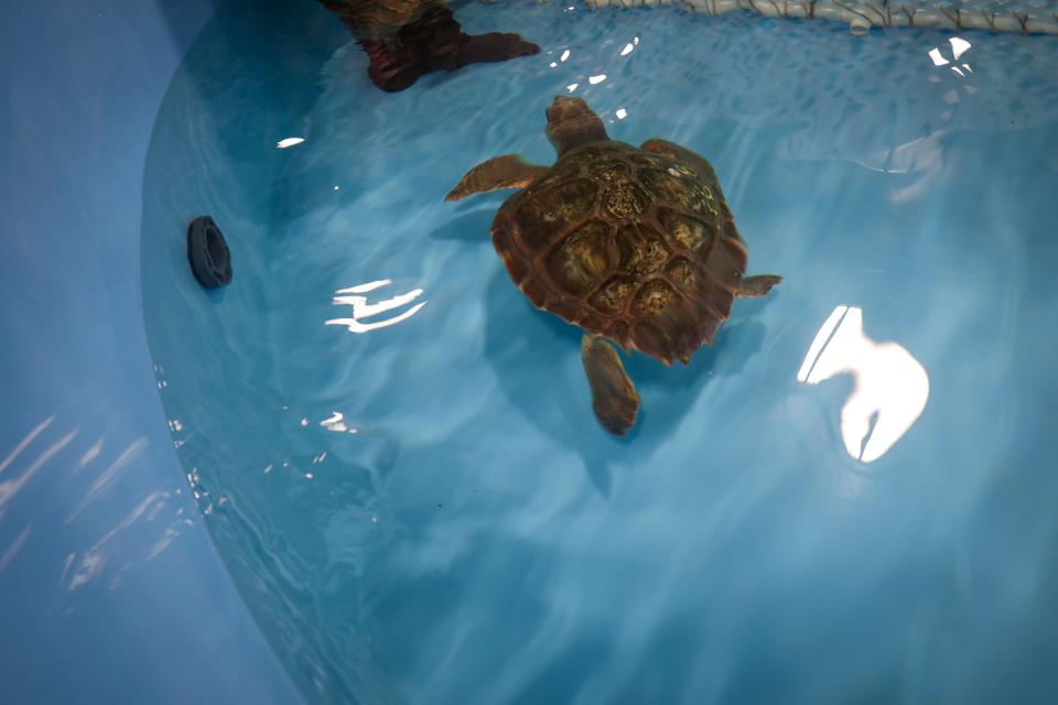 The aquarium said the turtles, which were rescued off the coast of New England, have been taken to their off-site care facility for temporary care and housing.