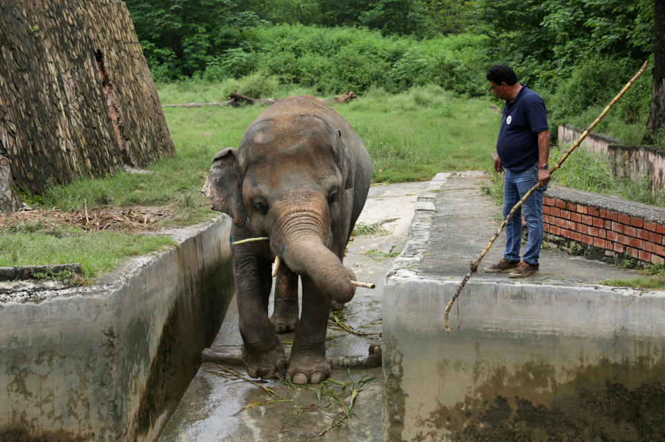 Image: Kaavan (Saiyna Bashir / Reuters)