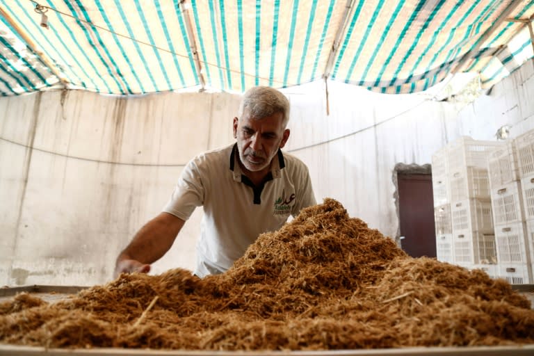 A Syrian man prepares straw used to grow mushrooms in the rebel-held town of Douma on August 2, 2017