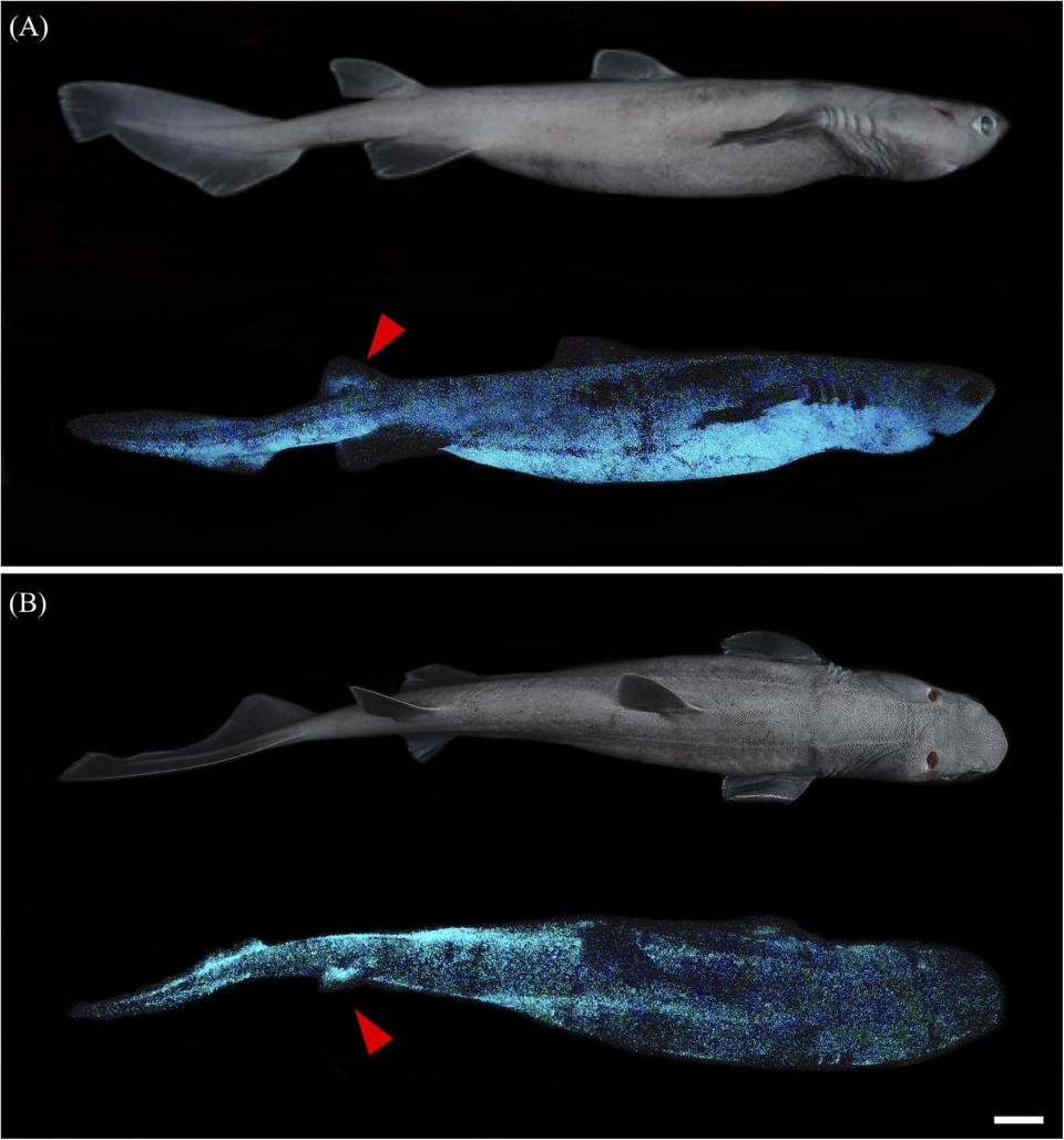 A team of scientists has discovered a species of glow-in-the-dark shark off the coast of New Zealand.