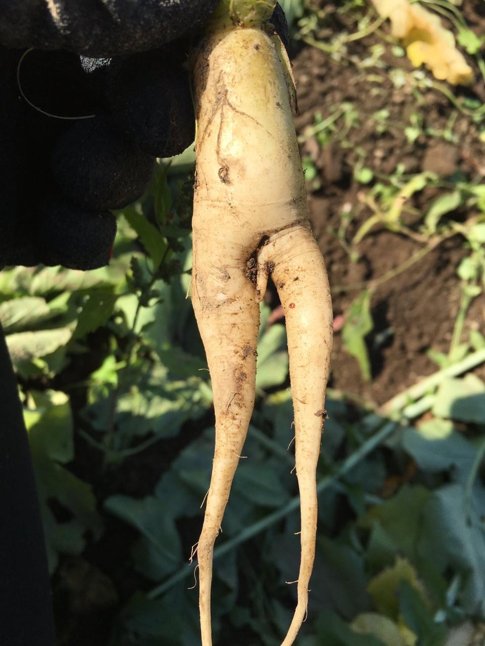 A strange-shaped daikon. 