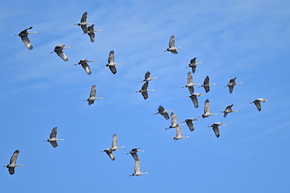 Sandhill cranes are seen flying over Goose Pond Fish and Wildlife Area on Feb. 3. Flocks of sandhills will be at the wildlife area this weekend during Marsh Madness.