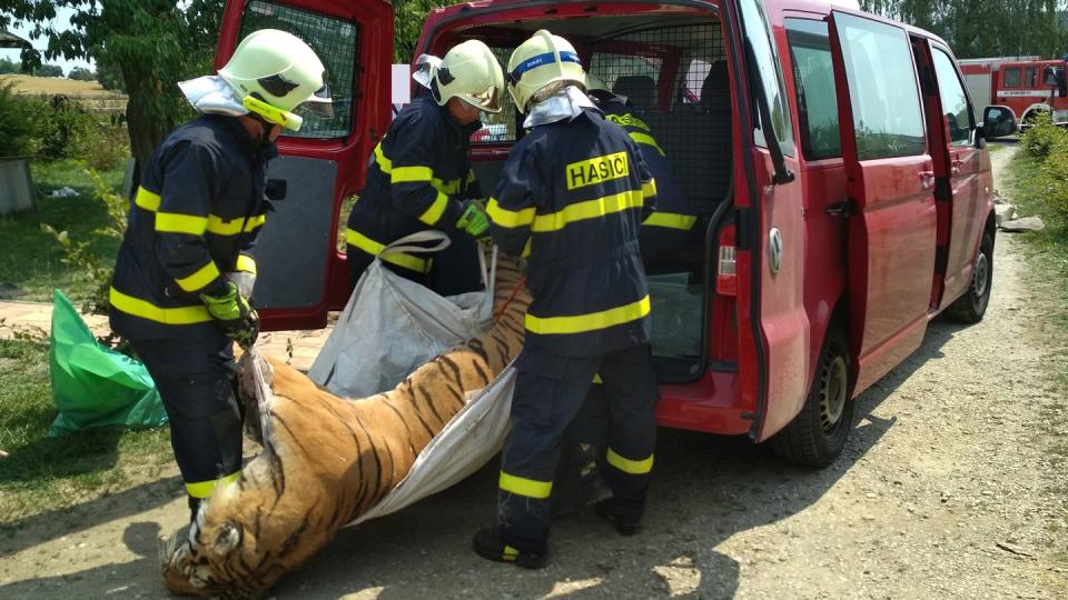 Ein bei einer Razzia nahe Prag sichergestellter toter Tiger wird von Feuerwehrleuten abtransportiert. Foto: Zoll Tschechien