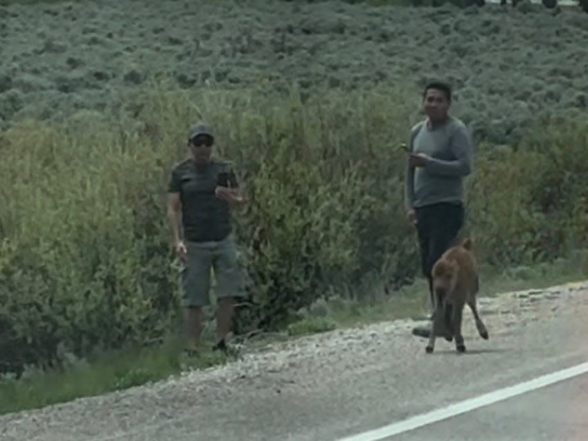 Grand Teton National Park released an image showing two people near a bison calf.