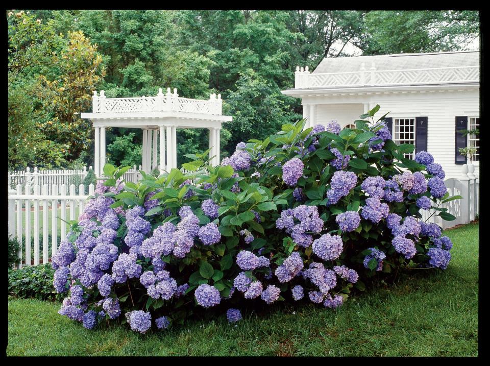 Hydrangeas