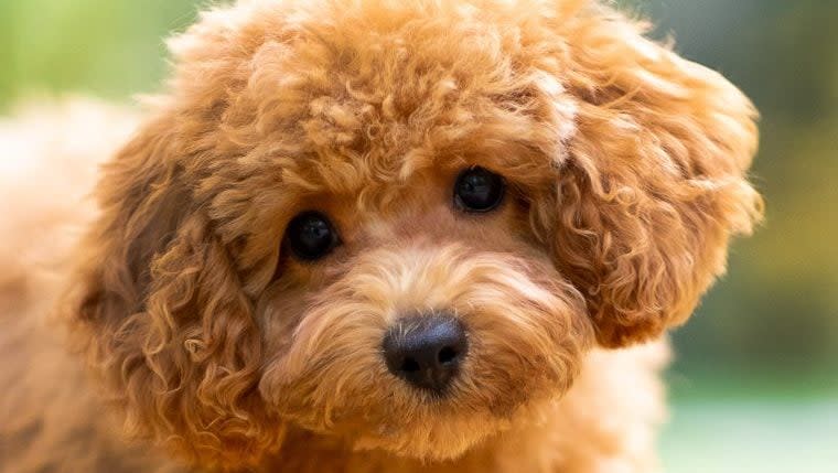 Maltipoo: Fun Facts