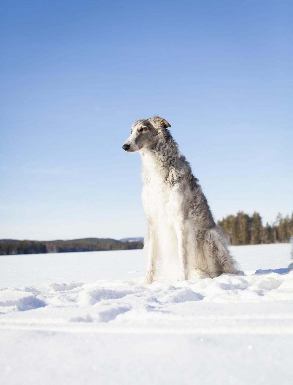 <p>These dignified hounds, also known as Russian wolfhounds, are independent and surprisingly affectionate. The Russian aristocracy bred them for hundreds of years to hunt — you guessed it — wolves, and they can reach speeds of up to 40 miles per hour.</p><p><strong>Weight: 60-105 pounds</strong></p>