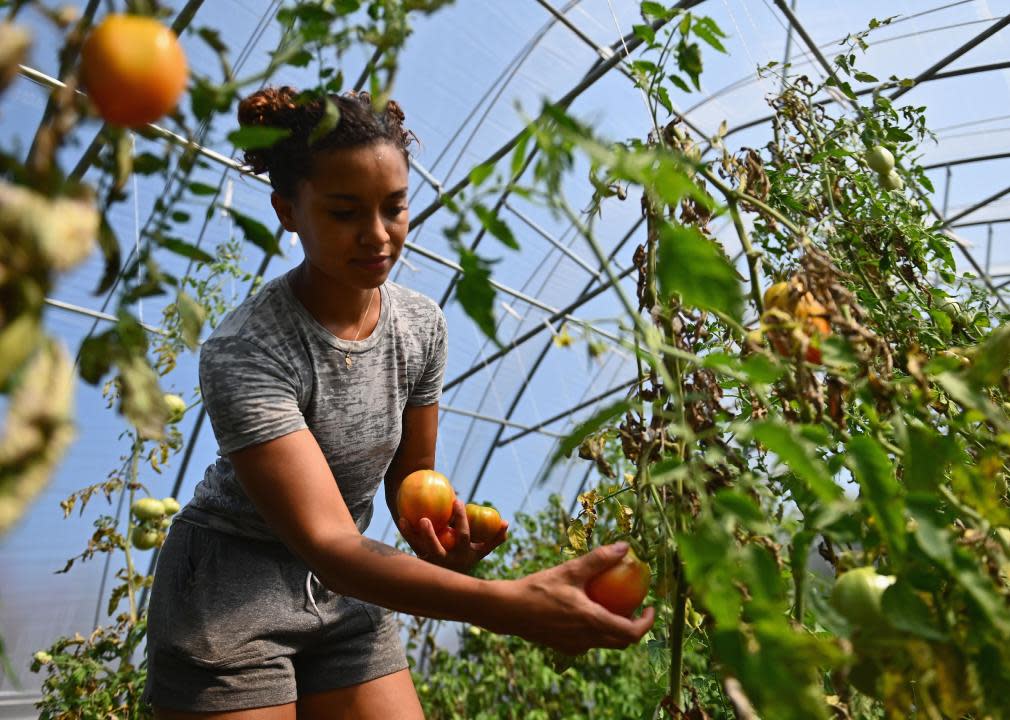 Brooke Bridges, assistant kitchen manager at Soul Fire Farm harvests heirloom tomatoes.