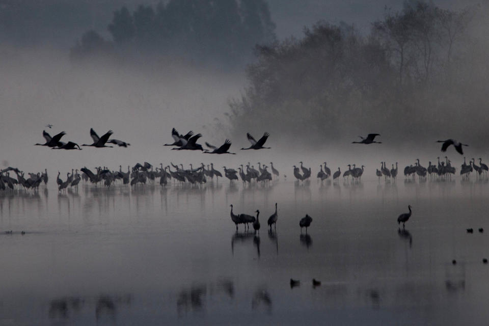 Migrating Cranes