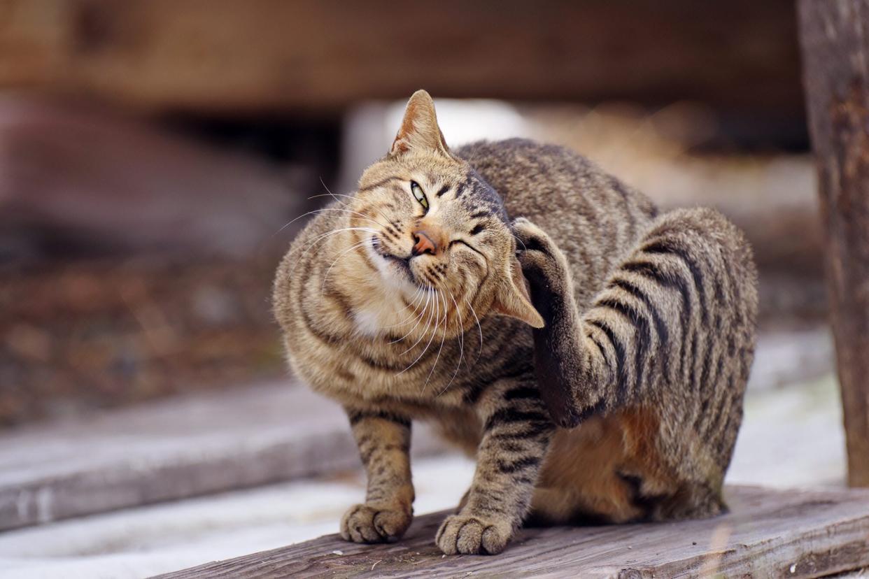 tabby cat scratching his head