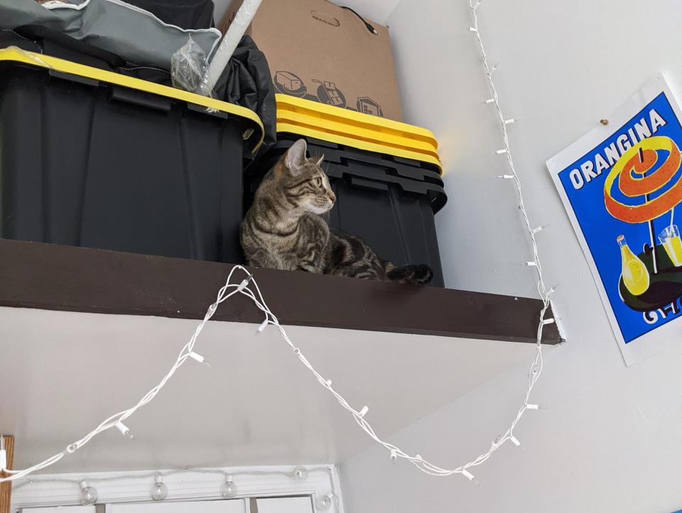 A loft space with storage boxes and a cat