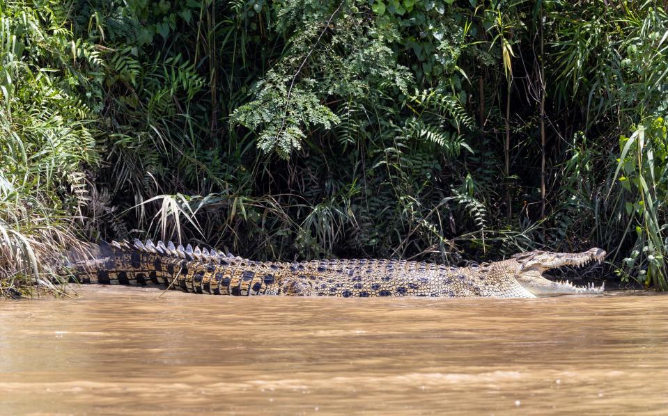 An estaurine crocodile