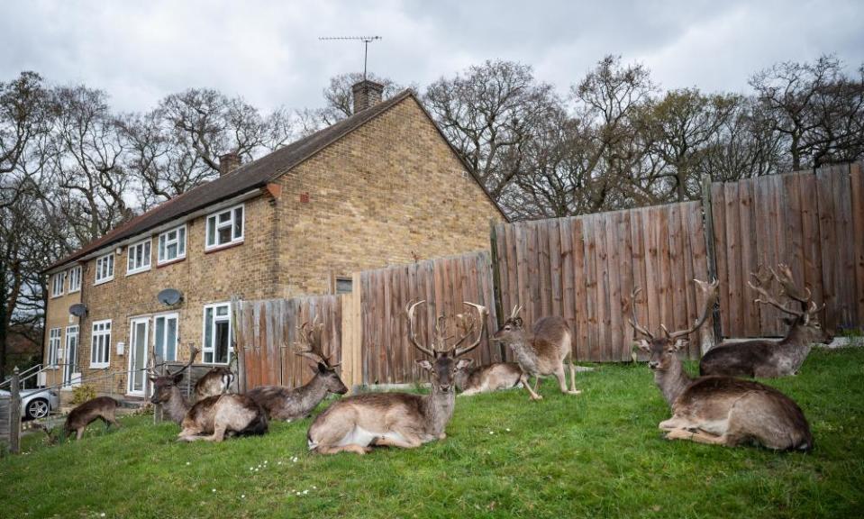 Deer near houses