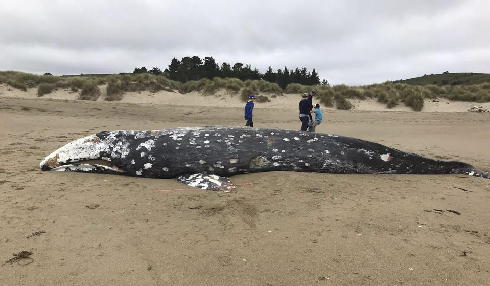 In this photo provided by the Point Reyes National Seashore is a whale that washed ashore Thursday, May 23, 2019, near Limantour Beach in Point Reyes National Seashore, Calif. Authorities say a dead whale has washed ashore in the San Francisco Bay Area, bringing the total to 13 dead whales found in the area since March. The Marine Mammal Center says that more whales have been spotted in the San Francisco Bay Area since March and scientists fear it's because they are starving and can't complete their annual migration to Alaska. (Sarah Codde/Point Reyes National Seashore via AP)