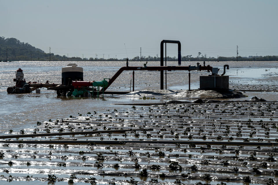Flooded strawberry fields in Pajaro, California, on March 15, 2023. Flooding from a levee breach on the Pajaro River put nearly 2,000 residents under mandatory evacuation orders.  / Credit: David Paul Morris/Bloomberg via Getty Images