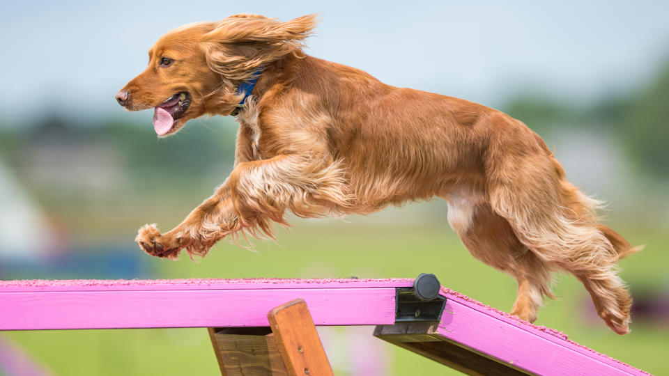 Dog doing agility