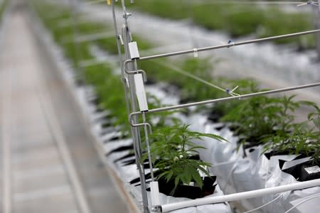 FILE PHOTO: Cannabis plants grow inside the Tilray factory in Cantanhede