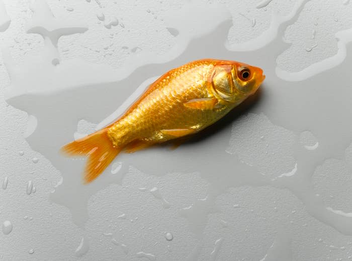 A goldfish lies on a wet, textured surface with puddles and droplets surrounding it