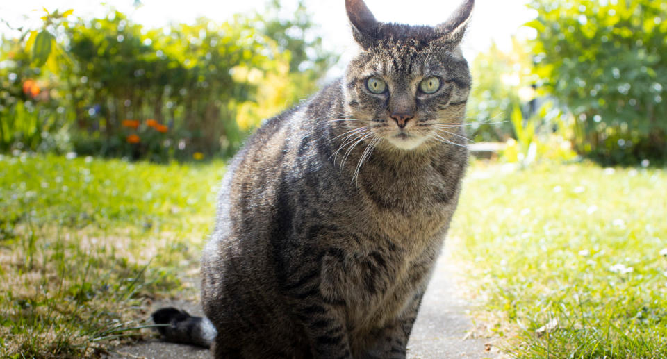 Photo shows cat with a primordial pouch.