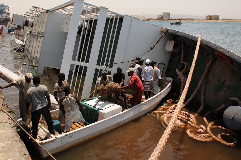 Sheep are rescued after the ship Badr 1 crammed with thousands of animals, sank in Sudan's Red Sea port of Suakin, drowning most animals on board, on June 12, 2022.