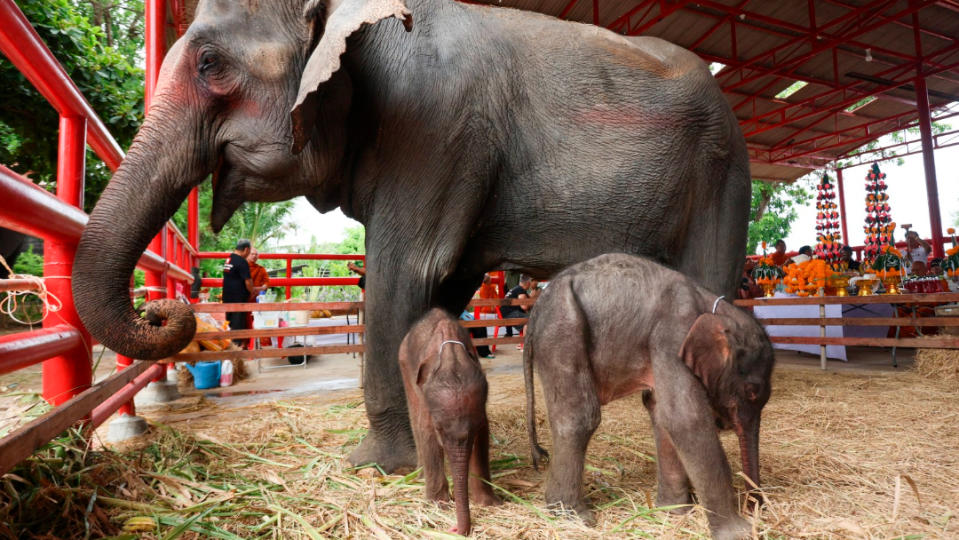 2024年6月10日，泰國北阿育他耶府，一頭母象與她三天前誕下的龍鳳胎站在一起，左邊小隻的是哥哥、右邊是晚18分鐘的妹妹。美聯社
