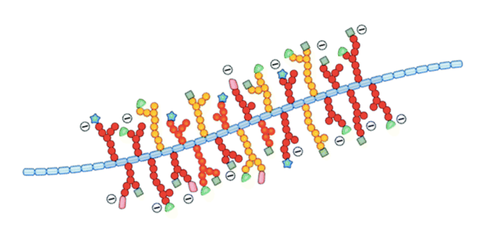 Mucins have a long protein backbone with sugars protruding along its length. <a href="https://doi.org/10.1039/C8BM00471D" rel="nofollow noopener" target="_blank" data-ylk="slk:Reproduced from Petrou 2018 with permission from the Royal Society of Chemistry;elm:context_link;itc:0;sec:content-canvas" class="link ">Reproduced from Petrou 2018 with permission from the Royal Society of Chemistry</a>, <a href="http://creativecommons.org/licenses/by/4.0/" rel="nofollow noopener" target="_blank" data-ylk="slk:CC BY;elm:context_link;itc:0;sec:content-canvas" class="link ">CC BY</a>