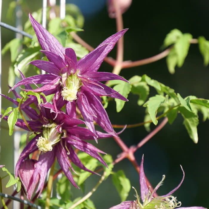 Flowering Climbing Clematis Vine in Purple