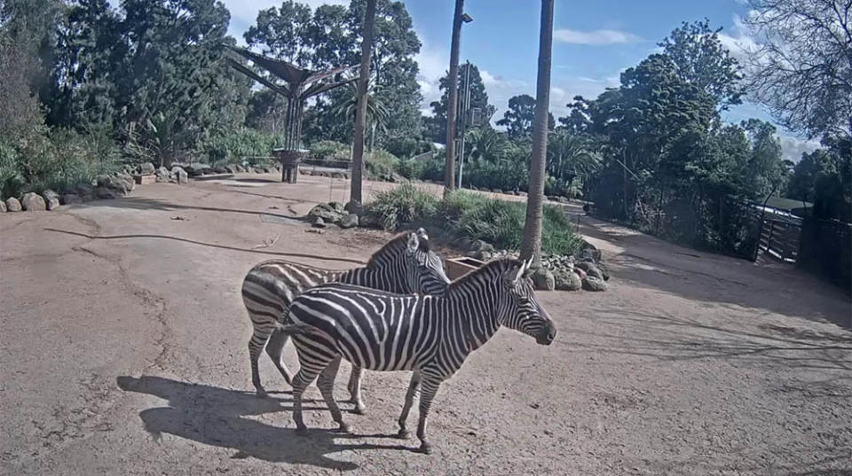 維多利亞州動物園－長頸鹿直播 (圖片來源：https://www.zoo.org.au/animal-house)