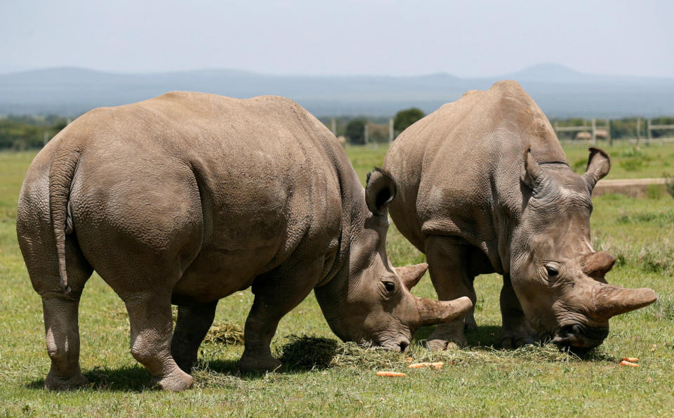 The northern white rhino faces a grim fate when its last surviving examples