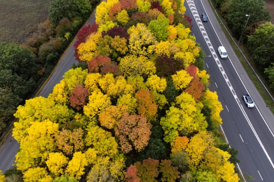 A study found that tree cover reduced urban temperatures by an average of 0.4 degrees during the summer  (PA)