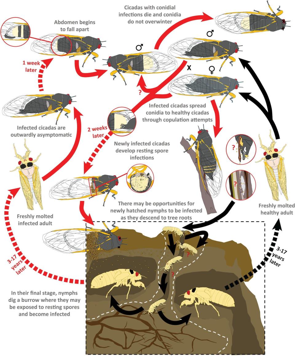 A graph highlights the life of a cicada infected with Massospora. / Credit: West Virginia University