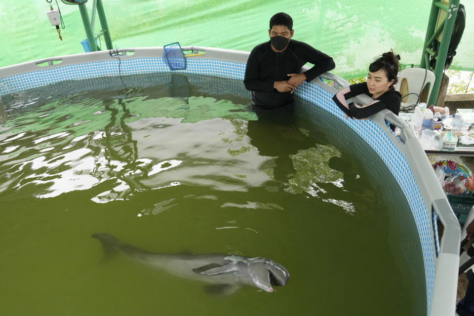 Veterinary Thanaphan Chomchuen, left, and volunteer Thippunyar Thipjuntar look at a baby dolphin nicknamed Paradon at the Marine and Coastal Resources Research and Development Center in Rayong province in eastern Thailand, Friday, Aug. 26, 2022. The Irrawaddy dolphin calf was drowning in a tidal pool on Thailand’s shore when fishermen found him last month. The calf was nicknamed Paradon, roughly translated as “brotherly burden,” because those involved knew from day one that saving his life would be no easy task. But the baby seems to be on the road to recovery. (AP Photo/Sakchai Lalit)