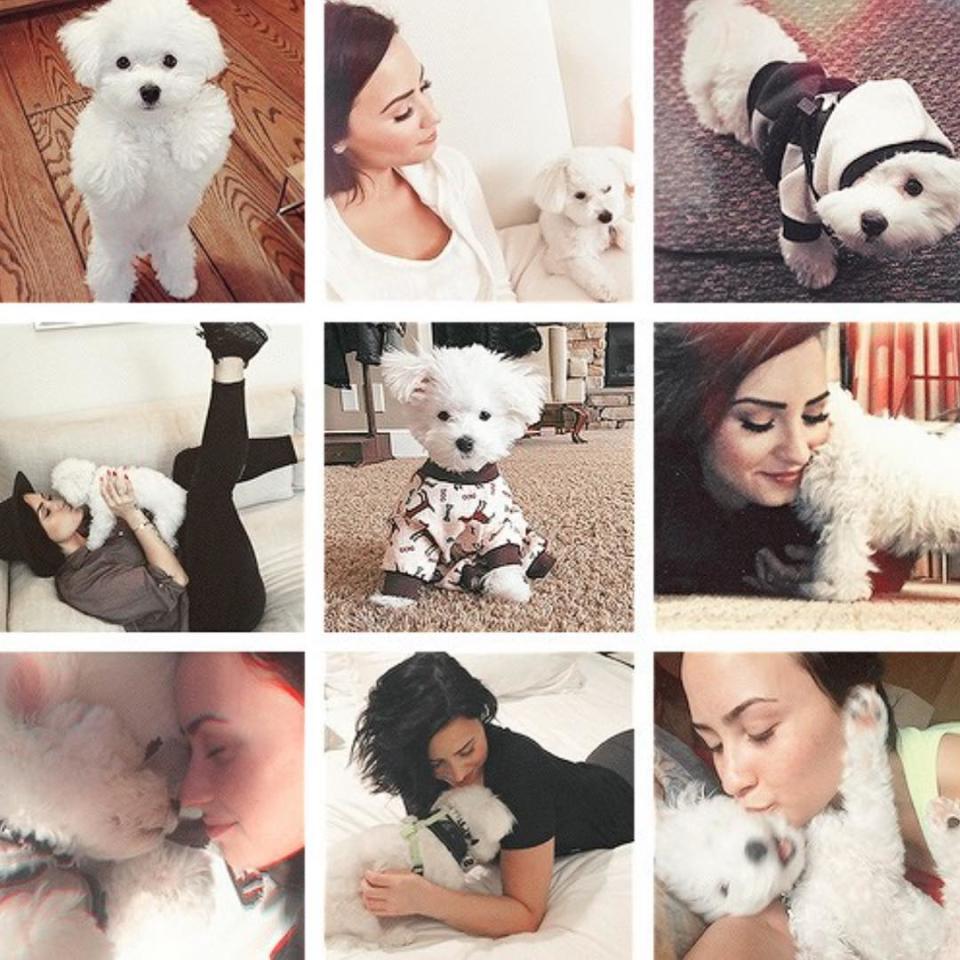 Demi Lovato's amazing birthday gifts just keep coming. The "Cool for the Summer" singer turned 23 years on Thursday, and celebrated with an adorable new puppy. She introduced the all-black dog -- whom she appropriate dubbed 'Batman' -- to her over 21 million followers on Instagram yesterday. "Ummm... guys.... meet Batman....." Demi wrote. <strong>NEWS: Demi Lovato's Moving Tribute to Dog -- 'This Has Been the Most Painful Week of My Life'</strong> It's especially nice to see Demi with a new furry friend, given the heartbreaking loss of her beloved dog, Buddy, last month, to what she described as a "tragic accident.” "This has been the most painful week of my life but because Wilmer and I had so much love and support, I've been able to stay strong and will continue to get through this difficult time," she Instagrammed alongside a collage of her and Buddy. "The out pour of love and support has been unbelievable and it means the world to us." But even if Batman <em>is </em>really cute, she actually got another birthday gift that actually brought her to tears -- singer Kelly Clarkson covering her summer jam, "Cool for the Summer." "If someone would've told me when I when I was little that one day @kellyclarkson would one day cover one of MY songs at HER concert for MY BIRTHDAY, I would call you crazy and never believe you again," she Instagrammed. Well last night THE QUEEN DID and she has no idea what it means to me. Honestly the coolest Bday gift EVER!!!!!!" <strong>WATCH: Demi Lovato Admits She Was Once 'Super Jealous' of Miley Cyrus</strong> Watch below: