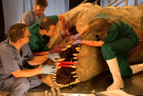 Drs. Brusatte and Herridge examine the T. rex's teeth with a clamp and manual assistance.