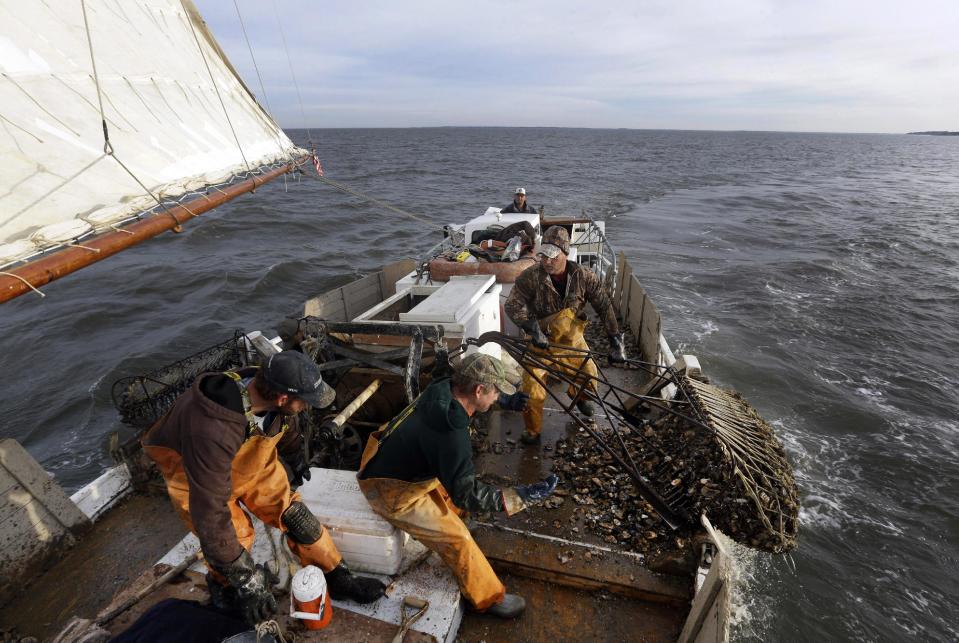 In this Dec. 20, 2013 picture, crew members Shawn Sturgis, from bottom left, Danny Benton and Ted Williams Daniels pull an oyster dredge aboard the skipjack Hilda M. Willing as Capt. David Whitelock, top center, guides his boat in Tangier Sound near Deal Island, Md. (AP Photo/Patrick Semansky)