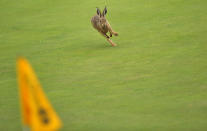 A hare runs on the 6th green on the first day of the 140th British Open Golf championship at Royal St George's in Sandwich, Kent, south east England, on July 14, 2011. AFP PHOTO / GLYN KIRK (Photo credit should read GLYN KIRK/AFP/Getty Images)