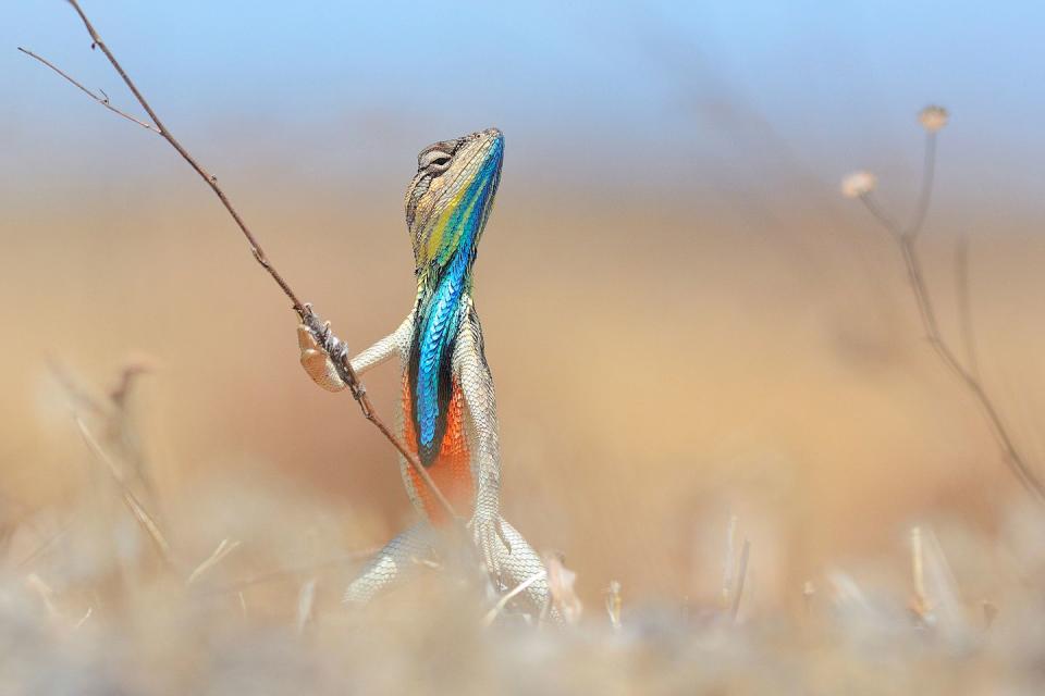 <p>This lizard holds the record for reptile pole vaulting. Fun fact. </p>