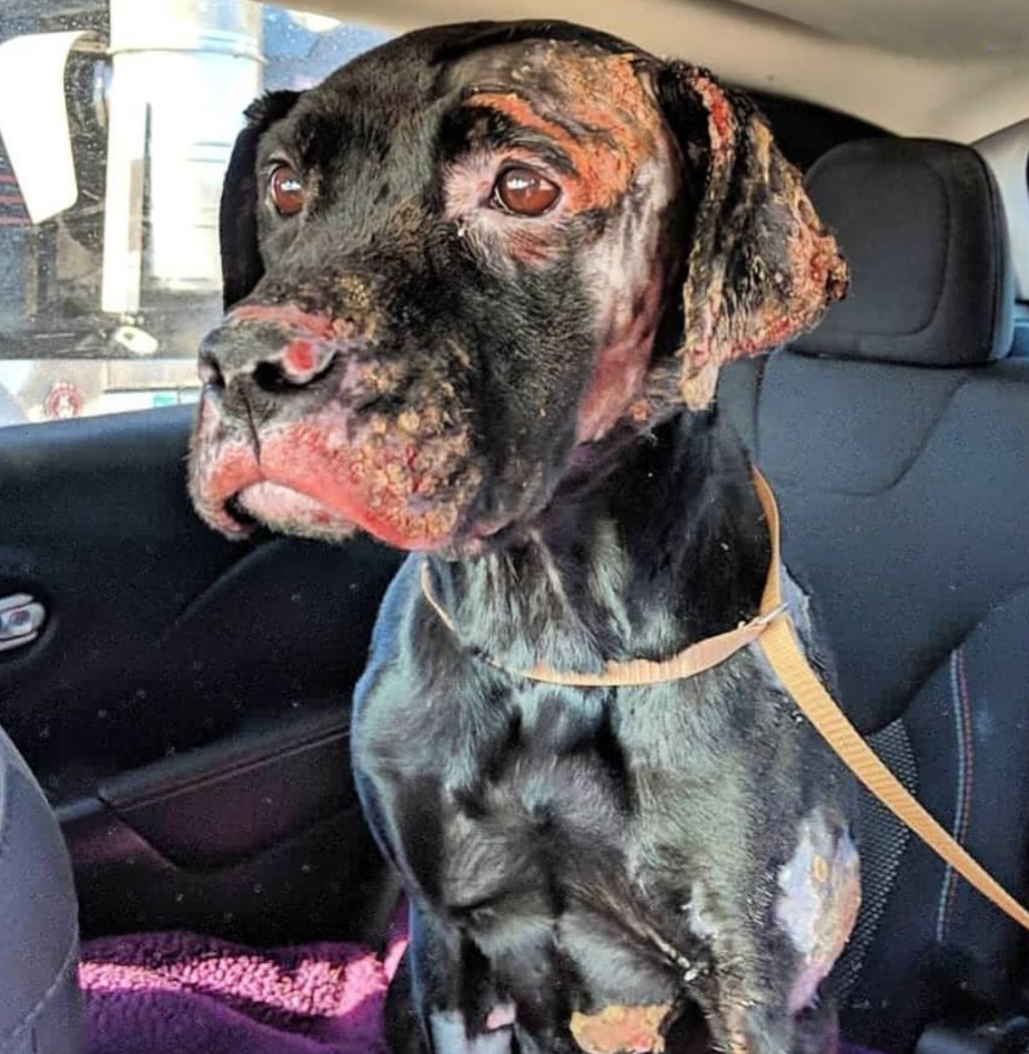 Lexi Ann escaped from her burning home only when the plastic kennel she was in melted around her. Source: Facebook/Ruff Start